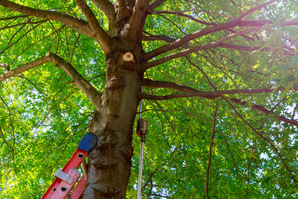 Baldwyn, MS Tree Services Company